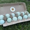 12 blue eggs in a pulp egg carton.