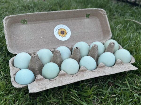 12 blue eggs in a pulp egg carton.