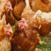 Free Cockerel