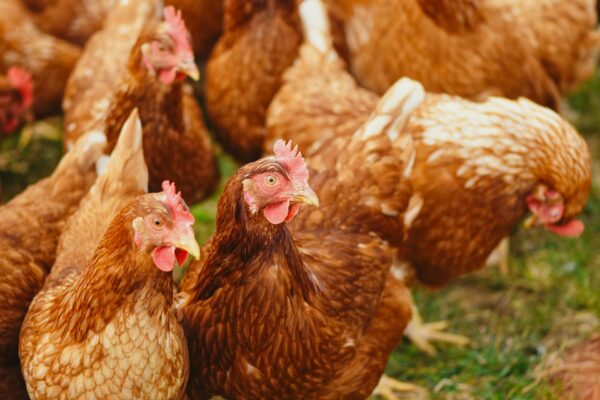 Free Cockerel