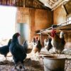Free Cockerel