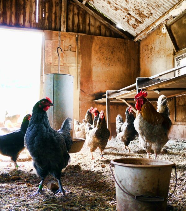 Free Cockerel