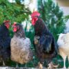 Free Cockerel
