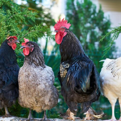 Free Cockerel