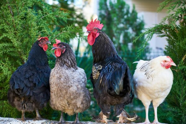 Free Cockerel