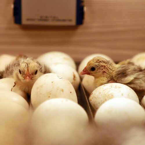 Hatching Eggs