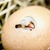 Hatching Eggs