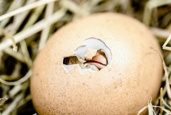 Hatching Eggs