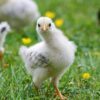 Pullet