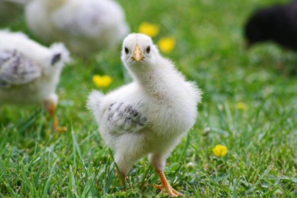 Pullet