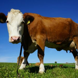Dexter Bull Calf