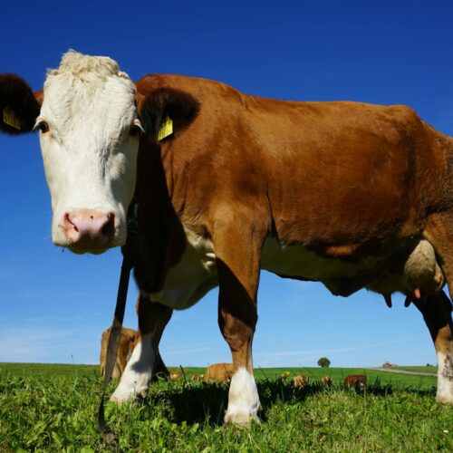 Dexter Heifer Calf
