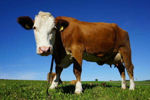 Dexter Heifer Calf