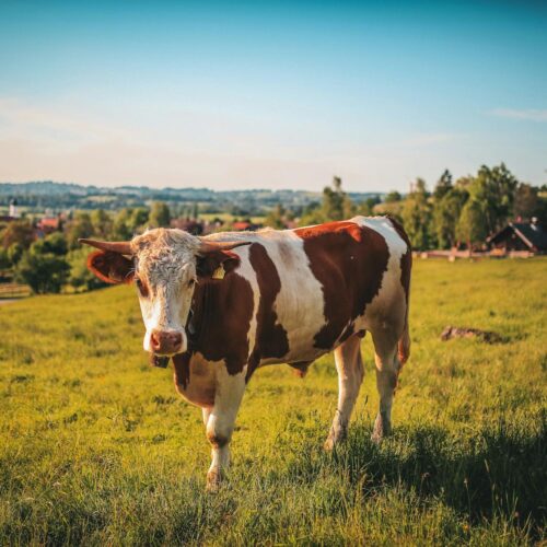 Dexter Cow (Adult, Proven)