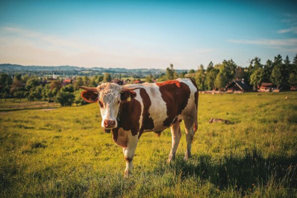 Dexter Cow (Adult, Proven)