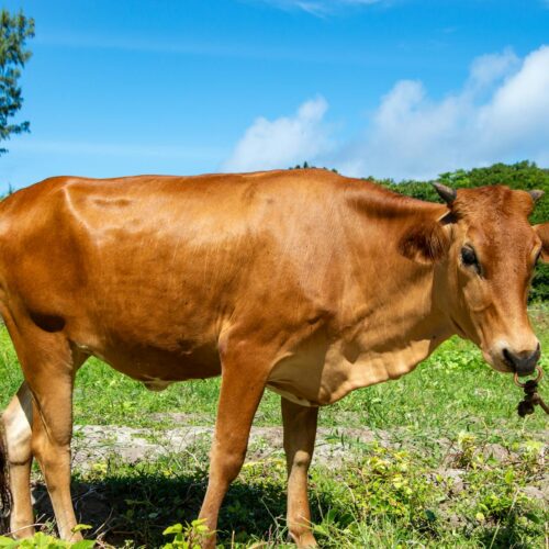 Dexter Bull Calf