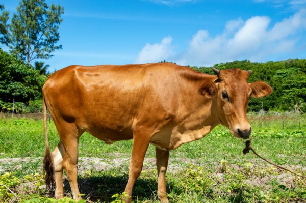 Dexter Bull Calf