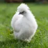 Pullet