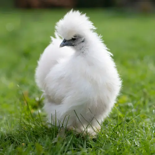 Pullet
