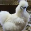 Pullet