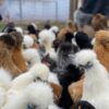 Pullet