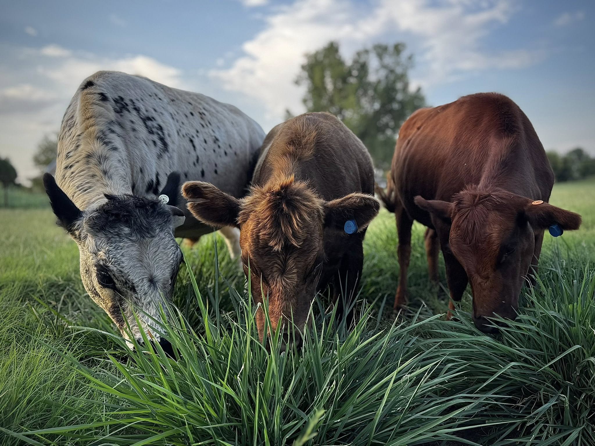 left to right White Dexter Steer, Dun Dexter, Wild Red Dexter