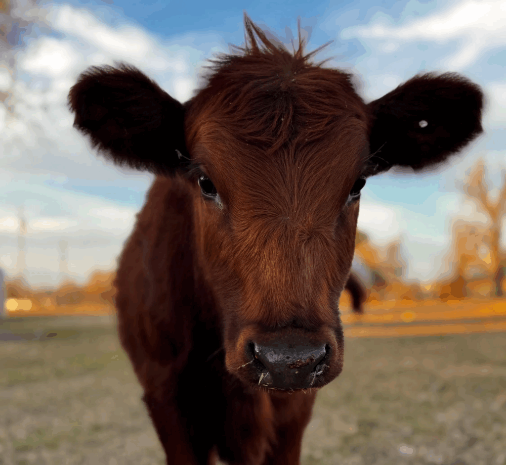 Wild Red Dexter Heifer