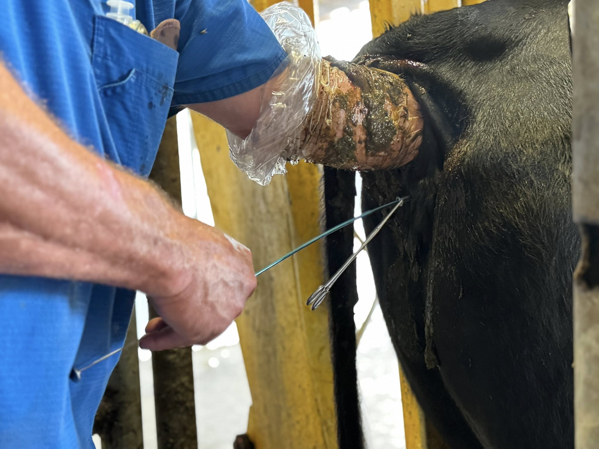 Cryogenic tank with AI straws at Flying Cow Genetics. Photo by Krista Reed Choate.
